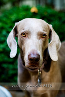 Weimaraner Home Lifestyle Session